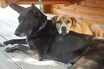 Rescue Dogs Free Adoption Niagara Falls Rescue Dogs Free Adoption Niagara Falls