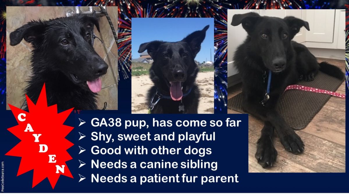 Cayden is MAGSR's Dog of the Month!