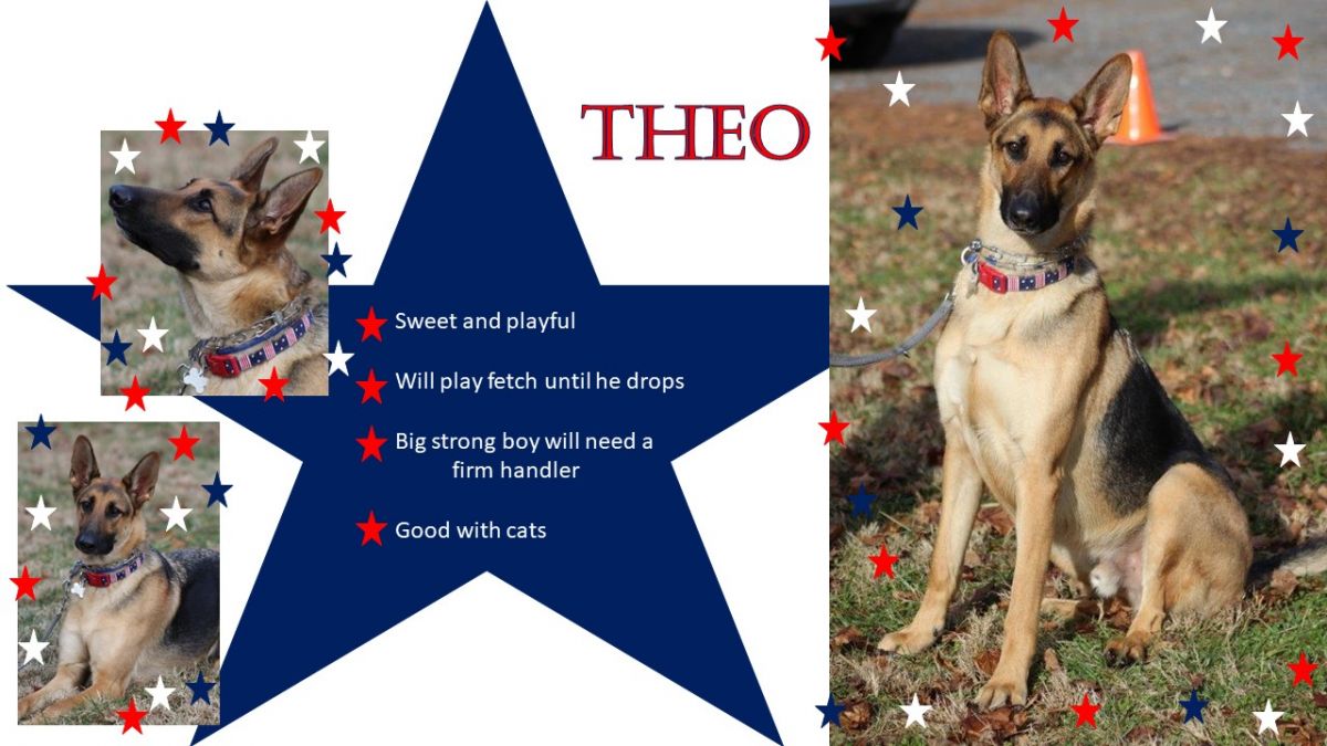 Theo is MAGSR's Dog of the Month!