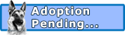 Adoption Pending, I'm Almost Home! Adoption Pending, I'm Almost Home!
