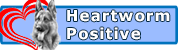 I'm in treatment for heartworm, but I'm all heart! Please donate to help me now. I'm in treatment for heartworm, but I'm all heart! Please donate to help me now.