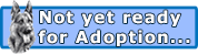 I'm not quite ready for adoption yet but check back soon! I'm not quite ready for adoption yet but check back soon!
