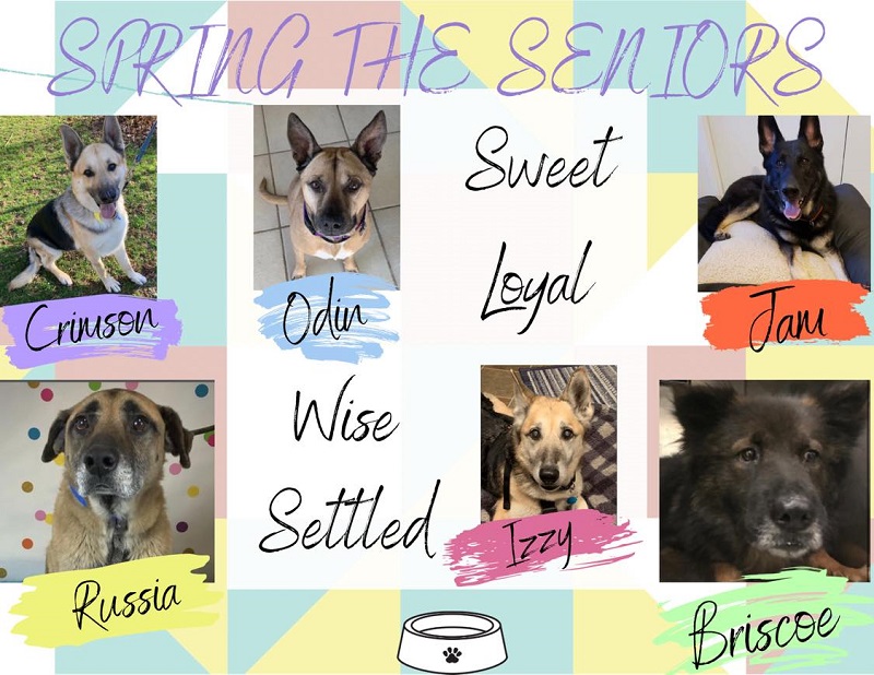 MAGSR's Dogs of the Month